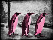 Penguins crossing - pink